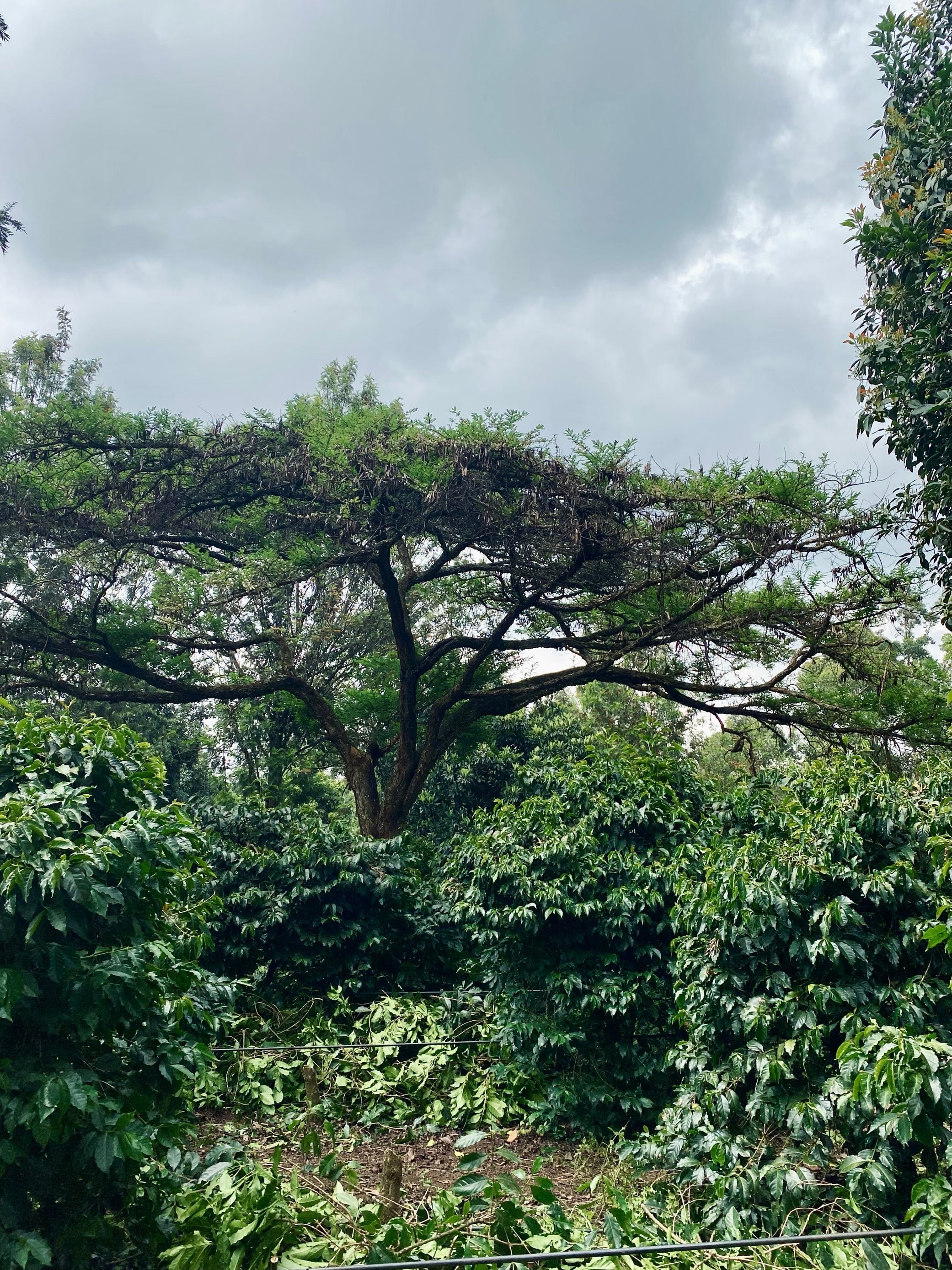 BAHATI BLUE - Filtre