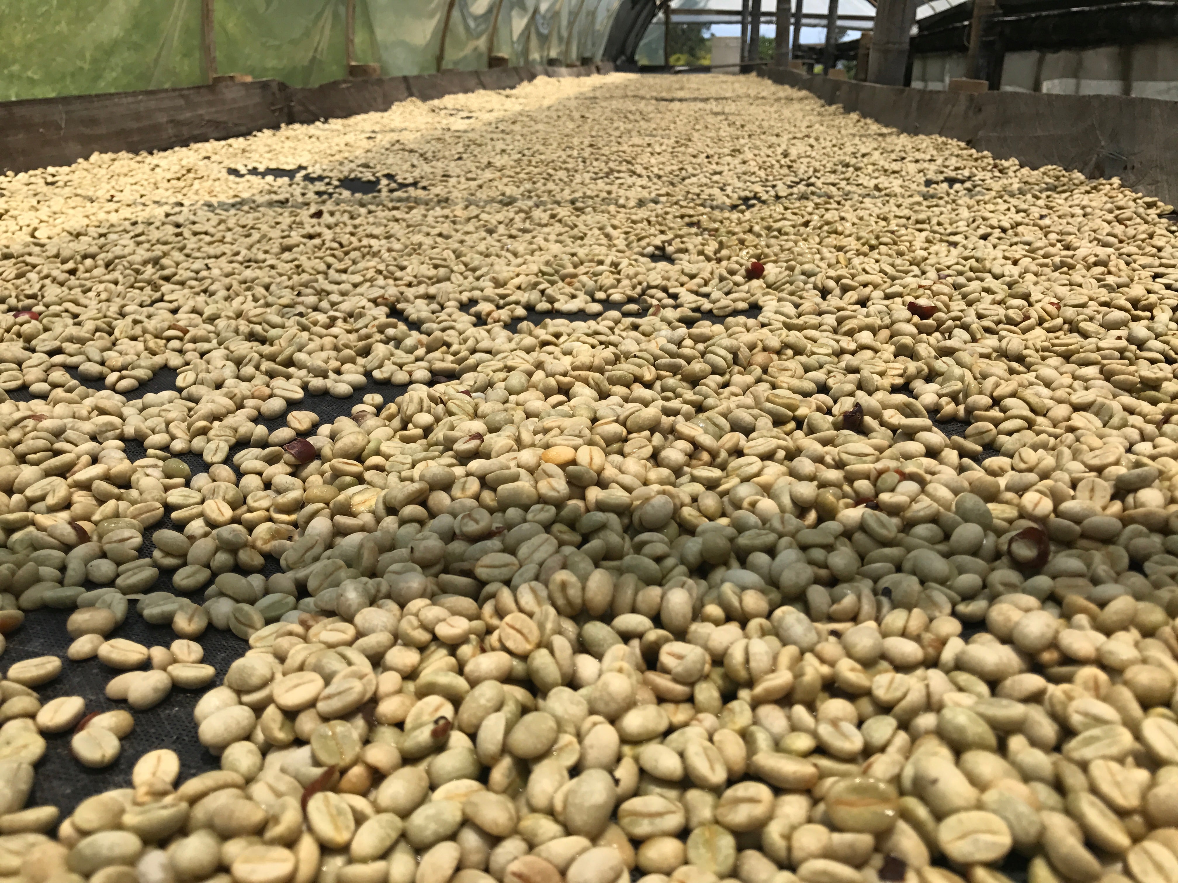 SAN SEBASTIAN - Filtre