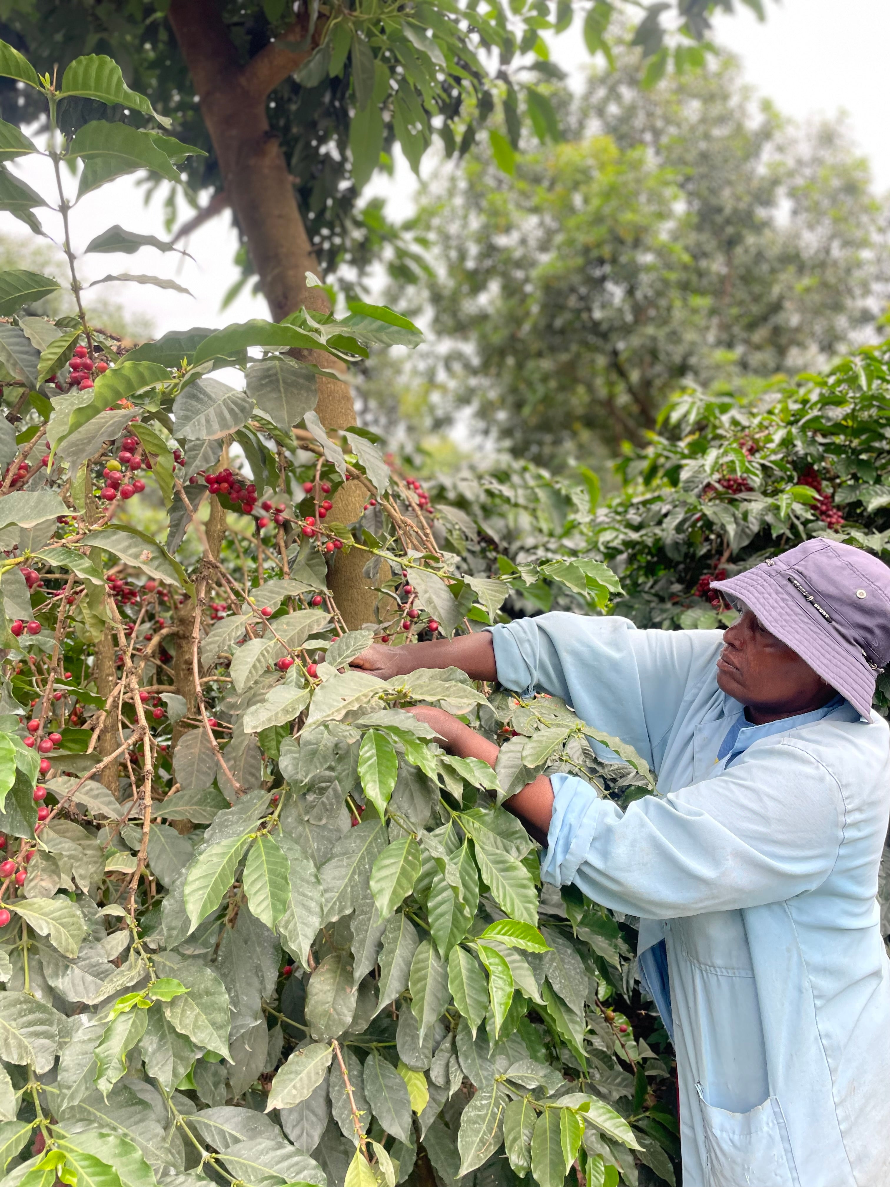 BAHATI BLUE - Filtre