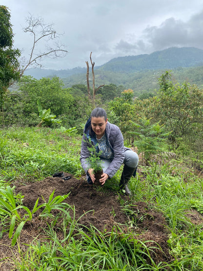Mirador BIO