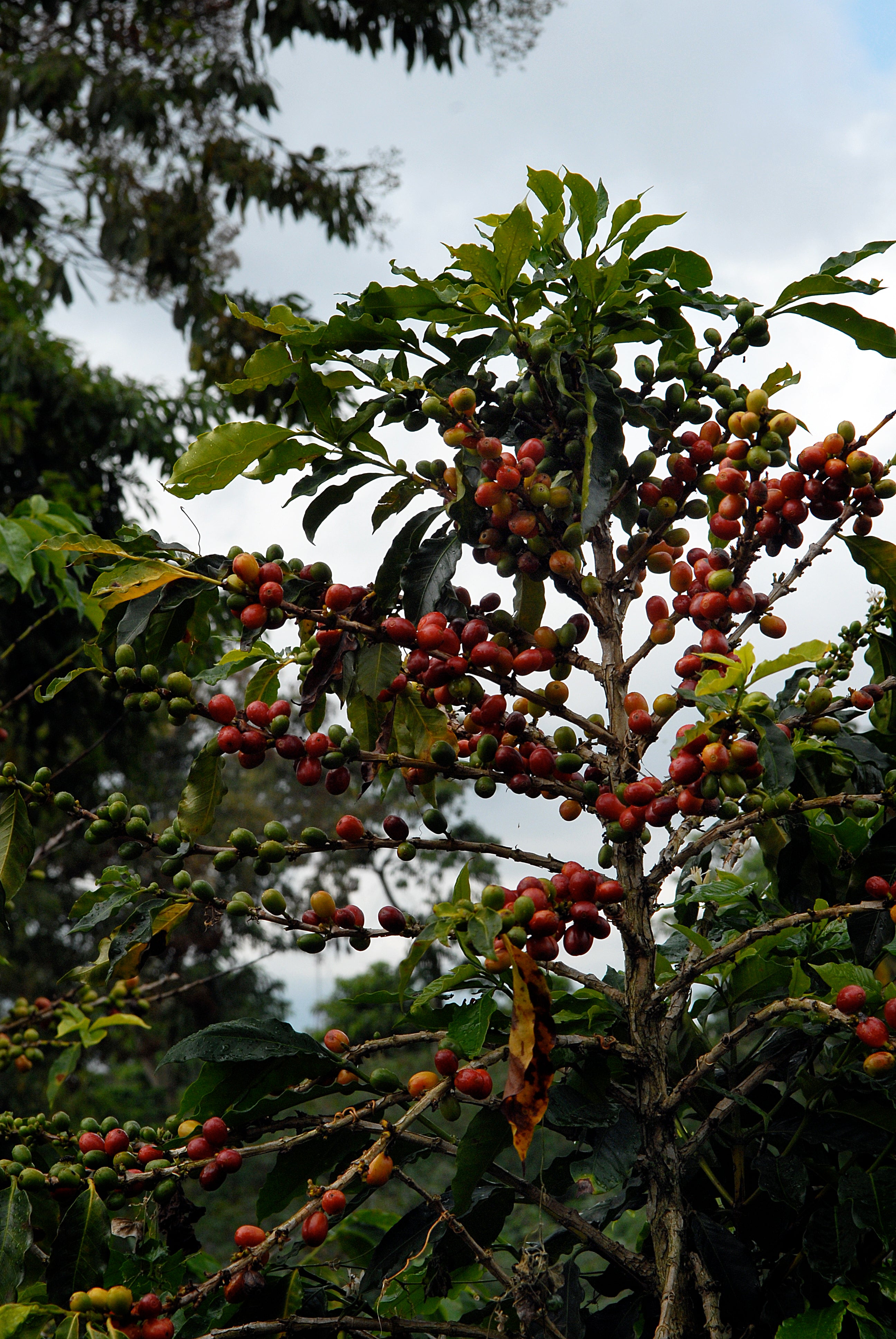 JAIME ZULUAGA - Espresso