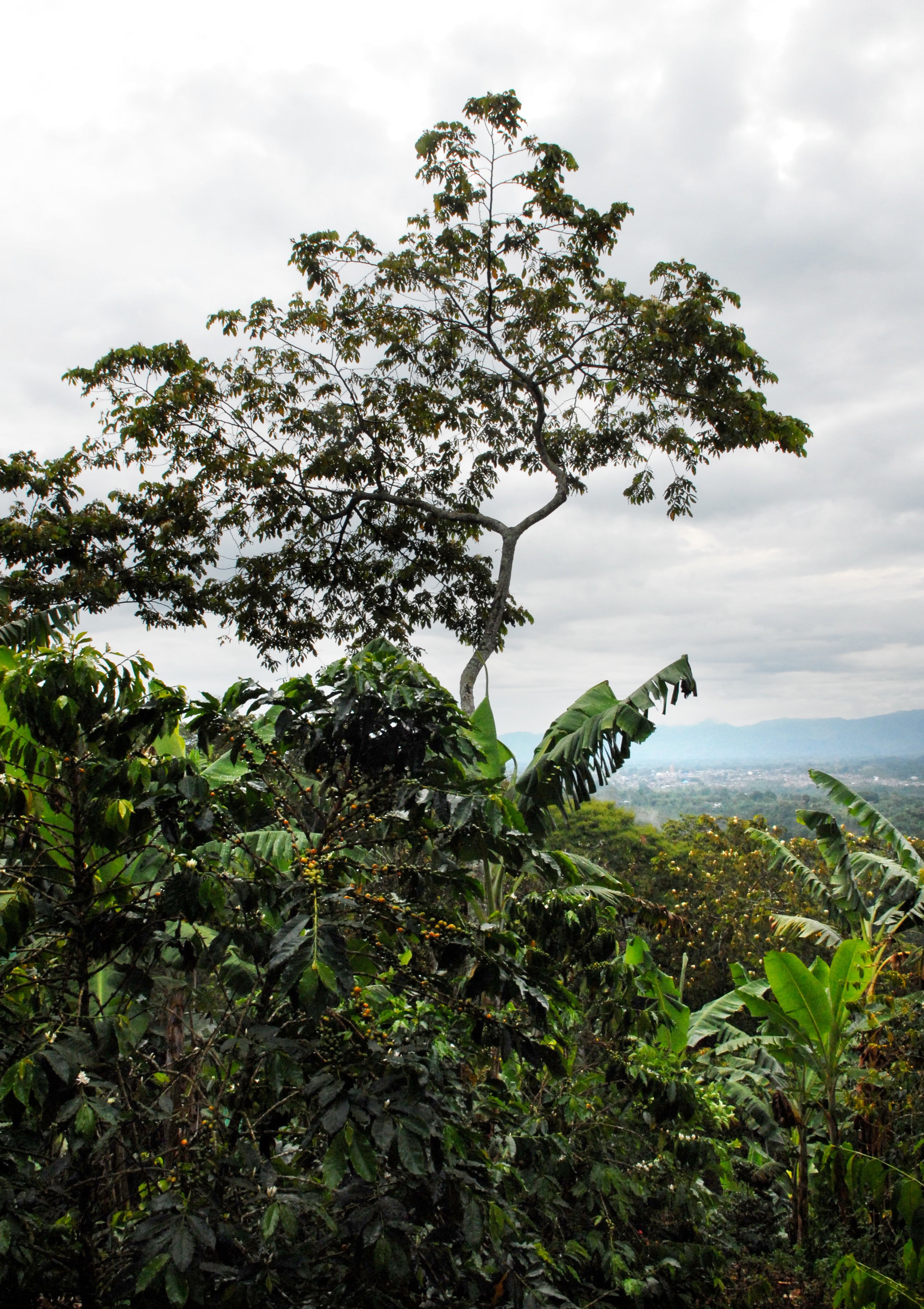 JAIME ZULUAGA - Espresso